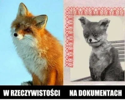 B.....7 - #heheszki #humorobrazkowy #truestory #smiesznypiesek