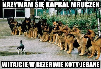 makrel_gieldowy - A może musztruje te koty?