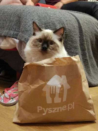 zawek9 - Pytanie do właścicieli Ragdoll'ow . Ile wasze koty ważą? Nasz 30tydzień - 4k...