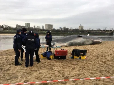 andrzej67 - W Warszawie, na brzegu Wisły przy moście Poniatowskiego leży... wieloryb....