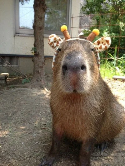 Kapibararara - #zwierzaczki #smiesznypiesek #kapibara