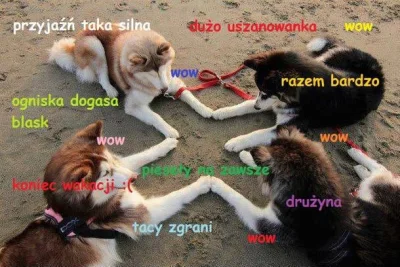 mroz3 - #heheszki #piesel #gimbaza #doge #szkola