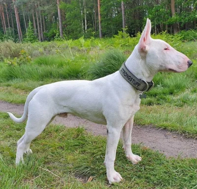 m.....z - bull terriery z linii pracującej są piękne
#psy #bullterrier