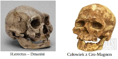 bioslawek - Nie tylko pośród ludzi archaicznych są widoczne podobieństwa anatomiczne,...