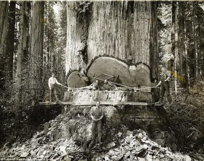 c.....a - Drwale pracujący przy wycięciu potężnej sekwoi w Kalifornii, 1915.

#foto...