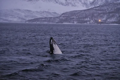 antekwpodrozy - @mirkobeniz: Byłem już wczoraj :). Orki i wieloryby widziałem na Skje...