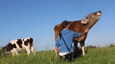 Beniamin_Emanuel - szczęśliwa krowa jest szczęśliwa ( ͡° ͜ʖ ͡°) 
#krowy #zwierzeta #...