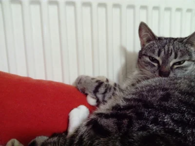 WpisujcieMiasta - Grzejnik jest cieply
#koty #smiesznekotki #pokazkota #sen #grzejnik...