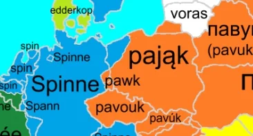 eleg - W Szczecinie na pająka się mówi 'spinne'?