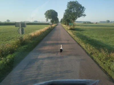 a.....k - Przepraszam pana Panie #bocian ?

Czy ja mógłbym przejechać przez #podlasie...