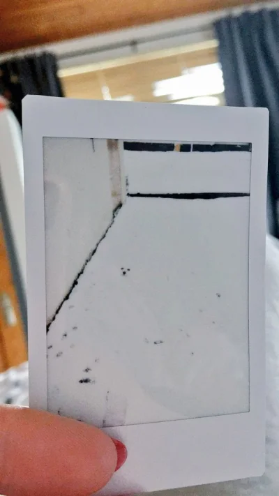 Gran_imperio - Pamiętajcie żeby nie robić białym psom zdjęć polaroidem na śniegu ( ͡°...