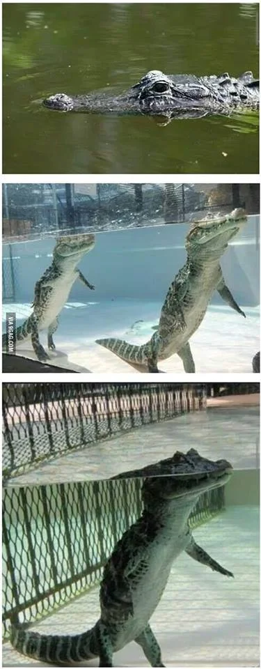 olgierd420 - myśleliście, że krokodyle unoszą się na powierzchni wody?
nic bardziej ...