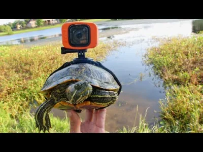 LeP_ - @seba-gala: żółwiom też daje ale mniejsze rybki ;) Nawet jest filmik z go pro ...