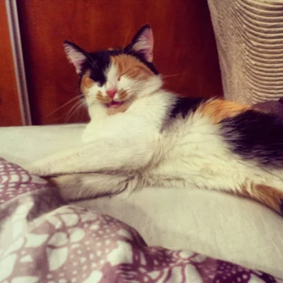 motylkowa - Mój kot jest śmieszny. Co jakiś czas spogląda na mnie zniecierpliwiony i ...