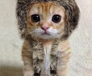 l-da - zimo precz
#koty #zwierzęta #zdjęcia #natura #fotografie