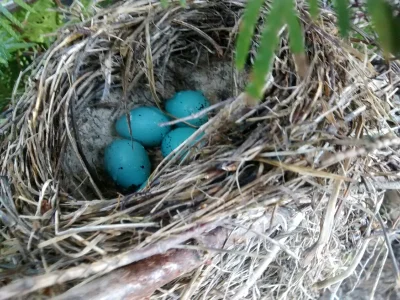 close_zone - @przyroda #ptaki #gniazdo #jajka 
wczorajszy wypad na wieś