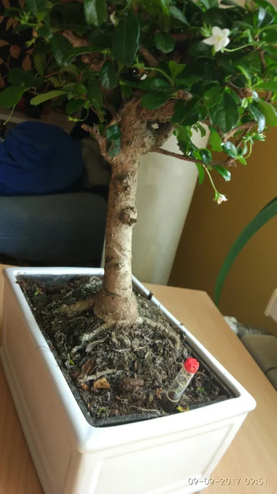 zortabla_rt - #rosliny #ogrodnictwo #bonsai Po co ta probówka, wystarczy że będę podl...