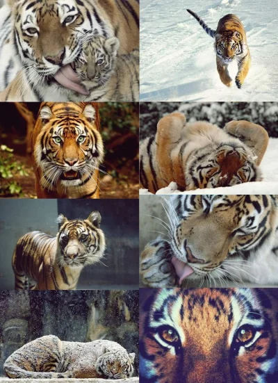 shayera - Love them <3 #maleprzyjemnosci #tygrys