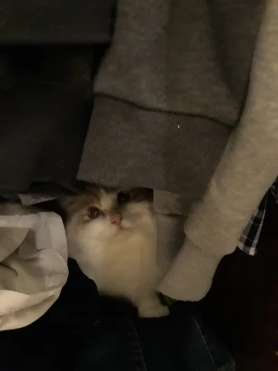 fstab - Najlepsze miejsce dla kota to w szafie, wśród ubrań, aby wszystko bylo równo ...