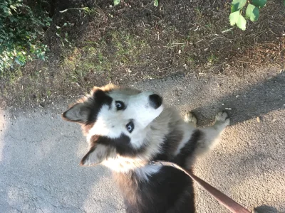 chinski_fifarafa - Poznajcie Zare, roczną suczkę rasy Husky. Przygarnąłem ją od ludzi...