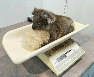 Najzajebistszy - Kiedy jesteś tak słodki, że chcą sprzedawać Cię na kilogramy. ʕ•ᴥ•ʔ
...