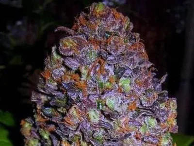 PurpleHaze - @bazylo: ¯\\(ツ)\/¯