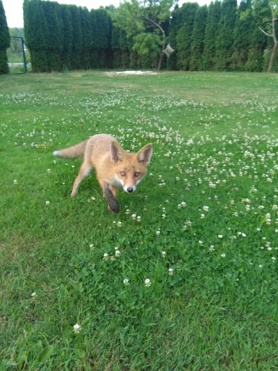 boreal - Fajnego mam pieska? (｡◕‿‿◕｡)
#smiesznypiesek #smiesznykotek #zwierzaczki