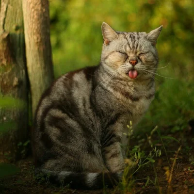 kamisan - :p 
#zwierzaczki #koty #smiesznekotki