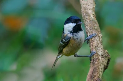 angelosodano - Sosnówka (Periparus ater)_)
#vaticanouccello #vaticanowallpapers #pta...