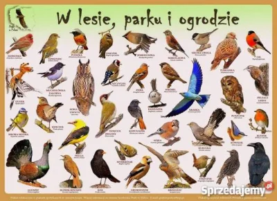 Sepzpietryny - @TakiSeLogin: Polskie ptaki są piękne i kolorowe wbrew obiegowej opini...