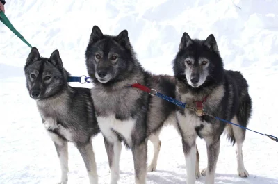 Arraia - @MateuszekPelenBrzuszek:Mój kolejny husky będzie w kolorze agouti.