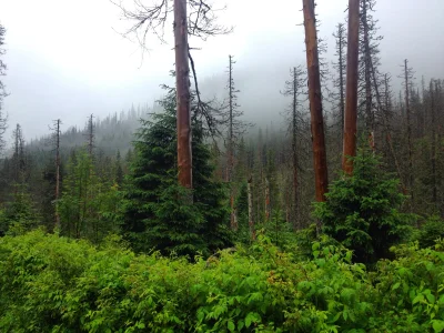 niezgodka - Dolina Suchej Wody dzisiaj rano. 
#tatry #gory #przyroda