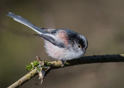 angelosodano - Raniuszek zwyczajny (Aegithalos caudatus)_
#vaticanouccello #vaticano...