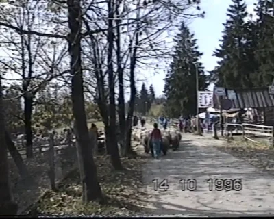 DrogoweSafari - 21 lat temu, na wysokości wejścia ze szlaku z dołu Gubałówki.