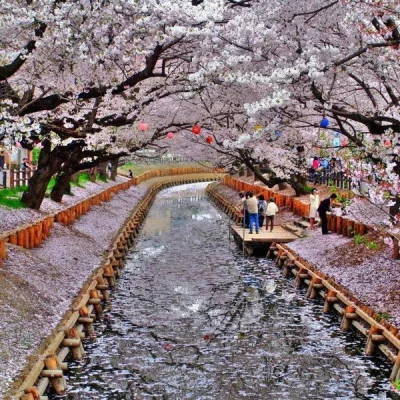 HaHard - Kanał (nie pamiętam jaki). Kyoto, Japonia

#hacontent #natura #kyoto #japo...
