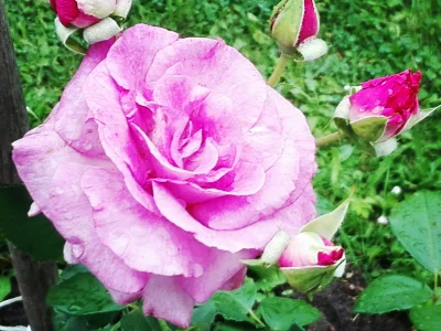 laaalaaa - Róża 26/100 z mojego ogrodu ( ͡° ͜ʖ ͡°)
#mojeroze #ogrodnictwo #chwalesie...