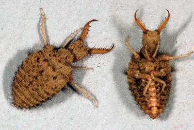 ozymandiasz - larwa mrówkolwa