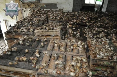 mario-zdk - 12 ton ślimaków skradziono z punktu skupu we wsi Węgry koło Sztumu. Były ...