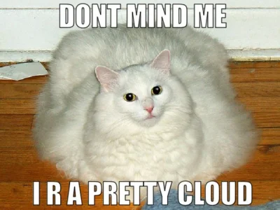 pitrek136 - #humorobrazkowy #koty #lolcat