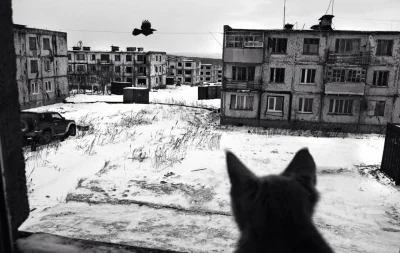 aloszkaniechbedzie - #fotografia #bw #czarnobiale #duszarosji #koty