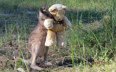 R2D2zSosnowca - @worldmaster: a później tak osierocony kangurek szuka pocieszenia w p...