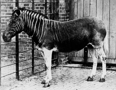 N.....h - Zebra kwagga w Regent's Park ZOO.
Zebra ta wymarła około 1870 roku na woln...