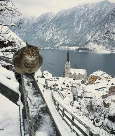 Castellano - Hallstatt, Austria
foto: Mustafa Seven (mustafaseven)
#fotografia #zim...