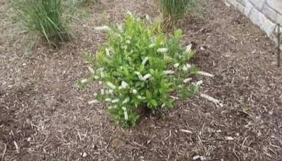 ZielonyWtychSprawach - Nazwijcie te roślinę proszę 
#ogrodnictwo #rosliny