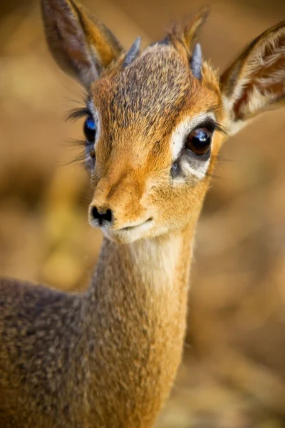 S.....n - Dikdik - mała antylopa żyjąca w Afryce Południowej i Wschodniej (｡◕‿‿◕｡)

...