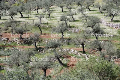 cycu362 - W Hiszpanii większość pól oliwkowych wygląda jak na zdjęciu, czyli ciężko z...