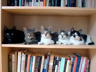 somskia - To która książka na dziś? #koty #dziwnekotki #smiesznekotki