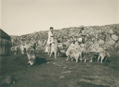N.....h - Psy zaprzęgowe w Aasiaat. 1889 r.
#fotohistoria #grenlandia