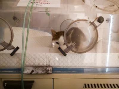 Bielecki - Kitku w inkubatorze ( ͡° ʖ̯ ͡°)
#koty #kitku #pokazkota #zalesie