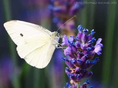 MagicPiano222 - Lawendowy miłośnik #fotografia #natura #przyroda #motyle #zdjecia #la...